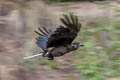 Spotted Nutcracker Nucifraga caryocatactes interdicta 