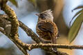 Streaked Barwing Actinodura souliei souliei