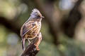 Streaked Barwing Actinodura souliei souliei