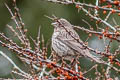 Streaked Rosefinch Carpodacus rubicilloides rubicilloides (Eastern Great Rosefinch)