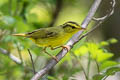 Sulphur-breasted Warbler Phylloscopus ricketti