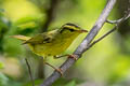 Sulphur-breasted Warbler Phylloscopus ricketti