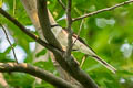 Swinhoe's Minivet Pericrocotus cantonensis (Brown-rumped Minivet)