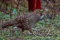 Temminck's Tragopan Tragopan temminckii (Crimson-bellied Tragonpan)