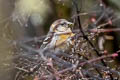 Three-banded Rosefinch Carpodacus trifasciatus