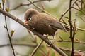 Three-toed Parrotbill Paradoxornis paradoxus paradoxus