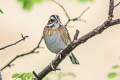 Tristram's Bunting Emberiza tristrami