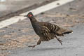 Verreaux's Monal-Partridge Tetraophasis obscurus (Chestnut-throated Partridge)