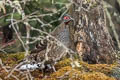 Verreaux's Monal-Partridge Tetraophasis obscurus (Chestnut-throated Partridge)