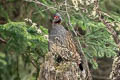 Verreaux's Monal-Partridge Tetraophasis obscurus (Chestnut-throated Partridge)