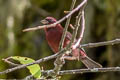 Vinaceous Rosefinch Carpodacus vinaceus