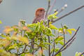 Vinous-throated Parrotbill Suthora webbiana suffusa