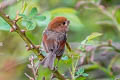 Vinous-throated Parrotbill Suthora webbiana suffusa