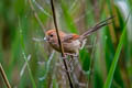 Vinous-throated Parrotbill Suthora webbiana suffusa