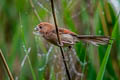 Vinous-throated Parrotbill Suthora webbiana suffusa