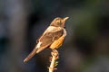 White-backed Thrush