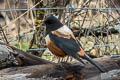 White-backed Thrush Turdus kessleri (Kessler's Thrush)