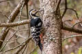 White-backed Woodpecker Dendrocopos leucotos tangi