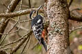 White-backed Woodpecker Dendrocopos leucotos tangi