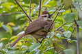 White-browed Laughingthrush Pterorhinus sannio comis