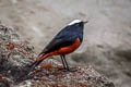 White-capped Redstart Phoenicurus leucocephalus (White-capped River Chat)