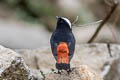 White-capped Redstart Phoenicurus leucocephalus (White-capped River Chat)