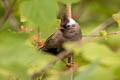 White-collared Yuhina Parayuhina diademata ampelina