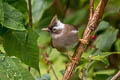 White-collared Yuhina Parayuhina diademata ampelina