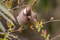 White-collared Yuhina Parayuhina diademata ampelina