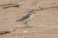 White-faced Plover Anarhynchus dealbatus (Swinhoe's Plover)