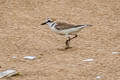 White-faced Plover Anarhynchus dealbatus (Swinhoe's Plover)