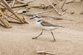 White-faced Plover Anarhynchus dealbatus (Swinhoe's Plover)