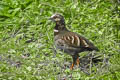 White-necklaced Partridge Arborophila gingica gingica (Rickett's Partridge)