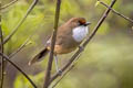 White-throated Laughingthrush Pterorhinus albogularis eous