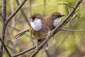 White-throated Laughingthrush Pterorhinus albogularis eous