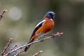 White-throated Redstart Phoenicurus schisticeps