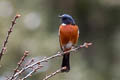 White-throated Redstart Phoenicurus schisticeps