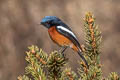 White-throated Redstart Phoenicurus schisticeps