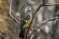 White-winged Grosbeak Mycerobas carnipes carnipes