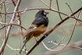 White-winged Grosbeak Mycerobas carnipes carnipes