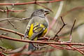 White-winged Grosbeak Mycerobas carnipes carnipes