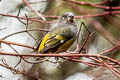 White-winged Grosbeak Mycerobas carnipes carnipes