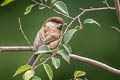 Willow Tit Poecile montanus songarus (Songar Tit)