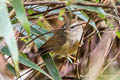 Yellow-bellied Bush Warbler Horornis acanthizoides acanthizoides