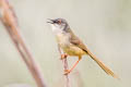 Yellow-bellied Prinia Prinia flaviventris sonitans