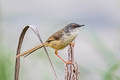 Yellow-bellied Prinia Prinia flaviventris sonitans