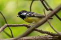 Yellow-bellied Tit Periparus venustulus