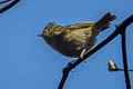 Yellow-browed Tit Sylviparus modestus modestus