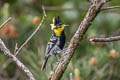 Yellow-cheeked Tit Machlolophus spilonotus rex