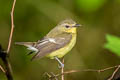 Yellow-rumped Flycatcher Ficedula zanthopygia (Korean Flycatcher, Tricoloured Flycatcher)